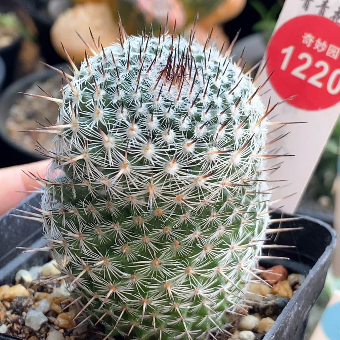 实生长刺球4.2cm