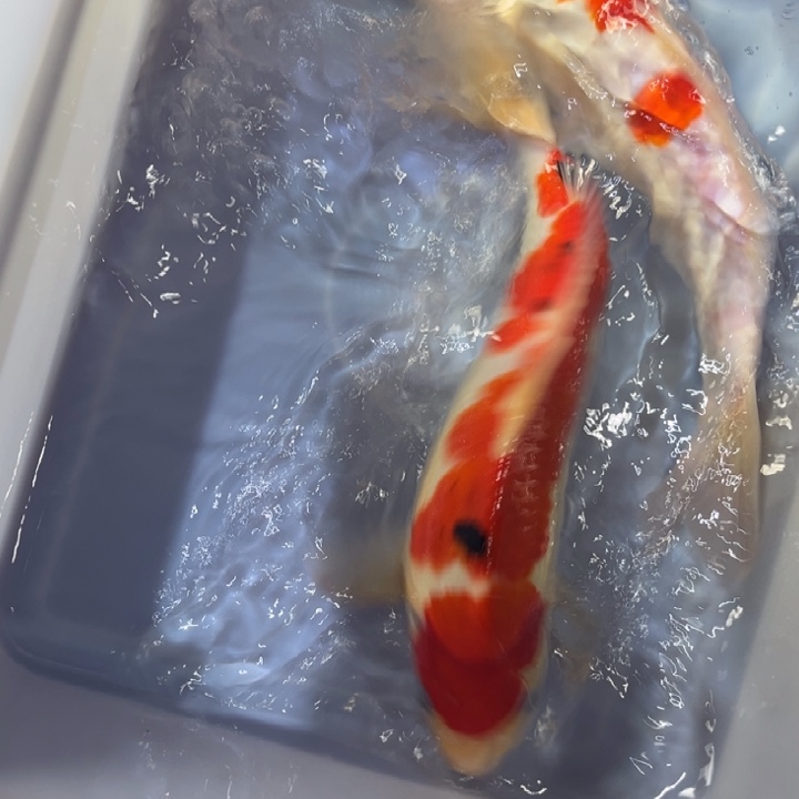 锦鲤锦鲤红白三色