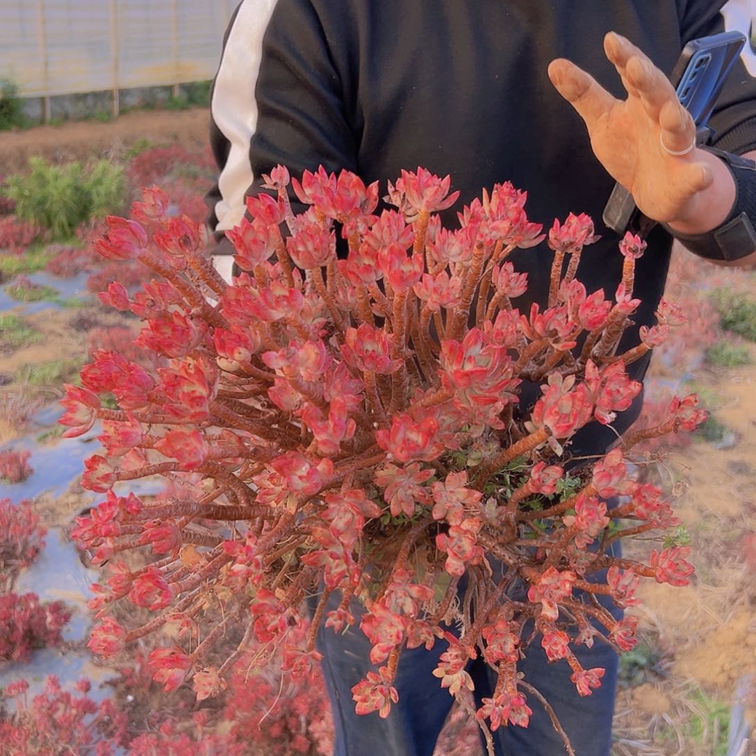 红稚莲多肉元霄福利