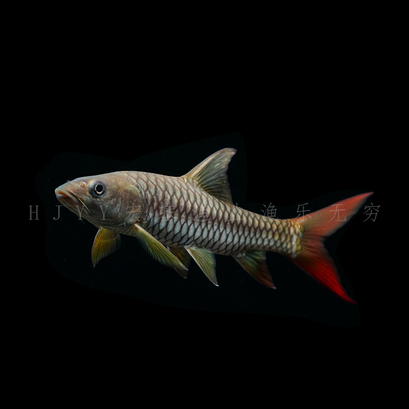 印度皇室金尼泊尔皇室金结鱼金色系精品鱼原生鱼观赏鱼养殖广温鱼