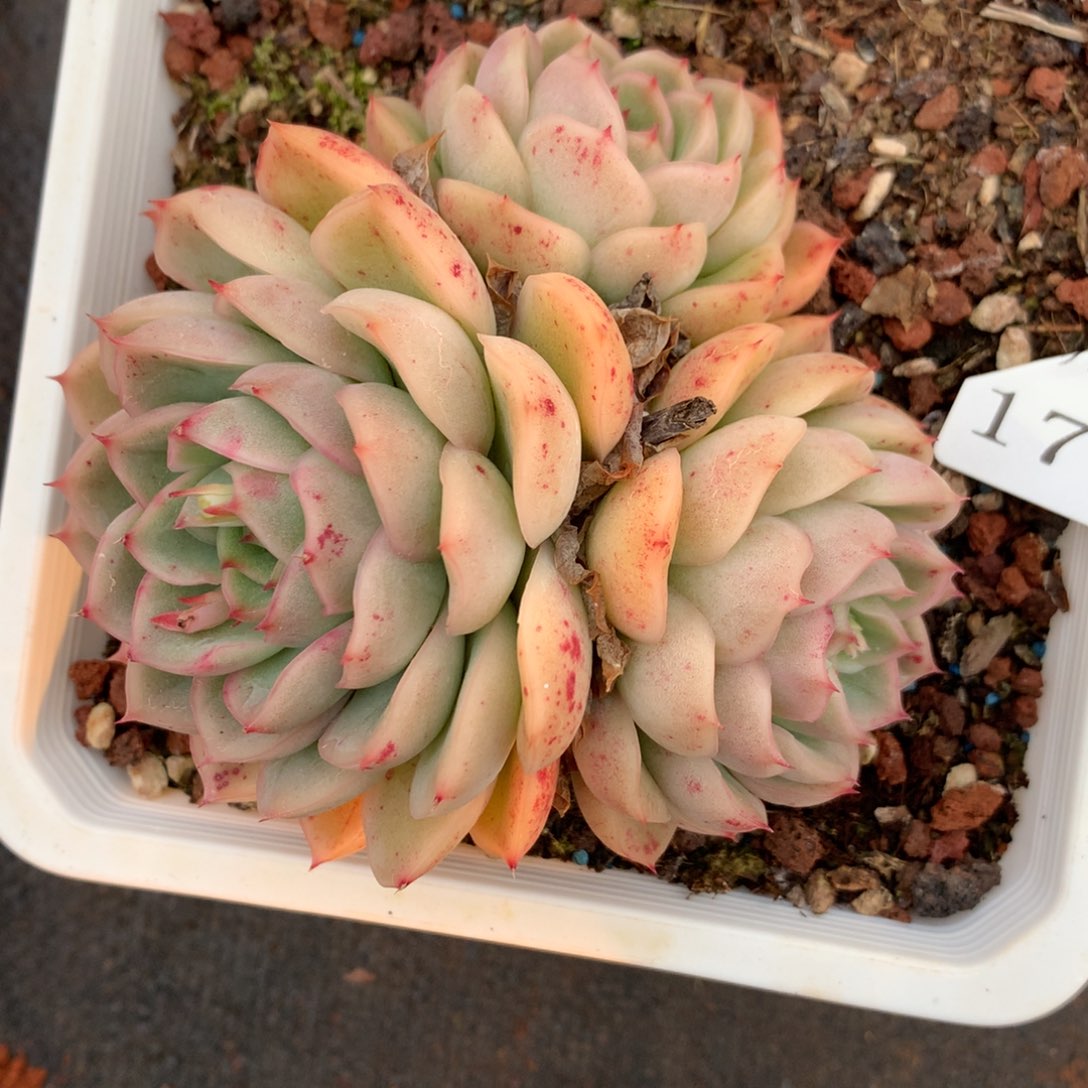 1765杂交精品基地9厘米