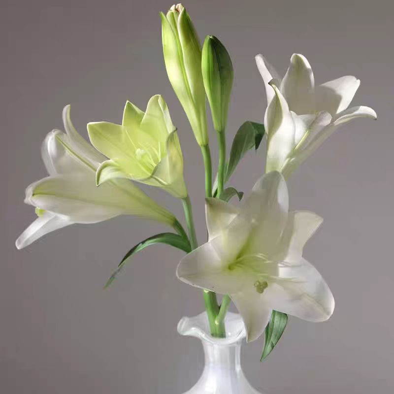 胖胖专属 白色铁炮百合 