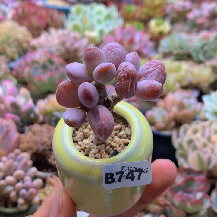 一物一拍含盆土满38包邮B747