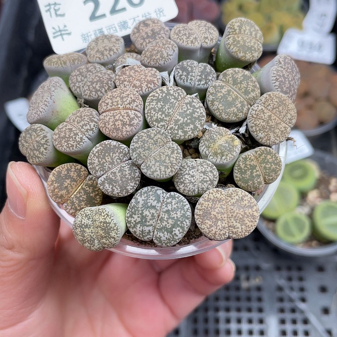 22000000花花花花花花花花