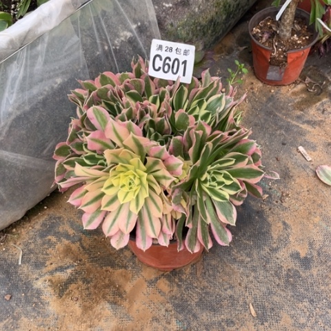 601白凤不包断枝