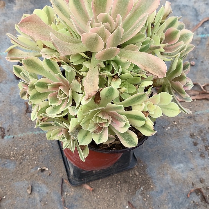 820红秀多肉植物