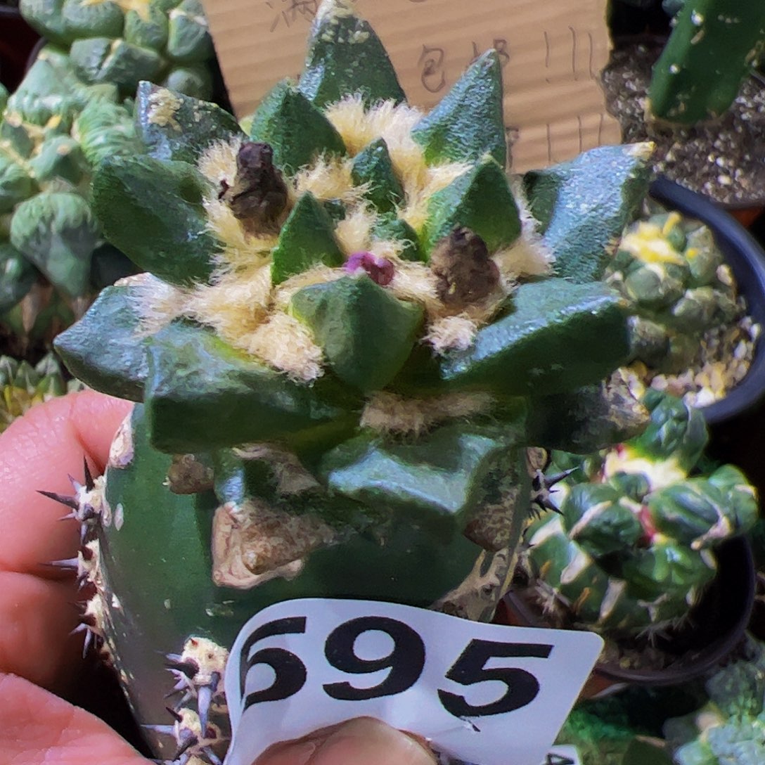 无花朵短尤龙角牡丹595