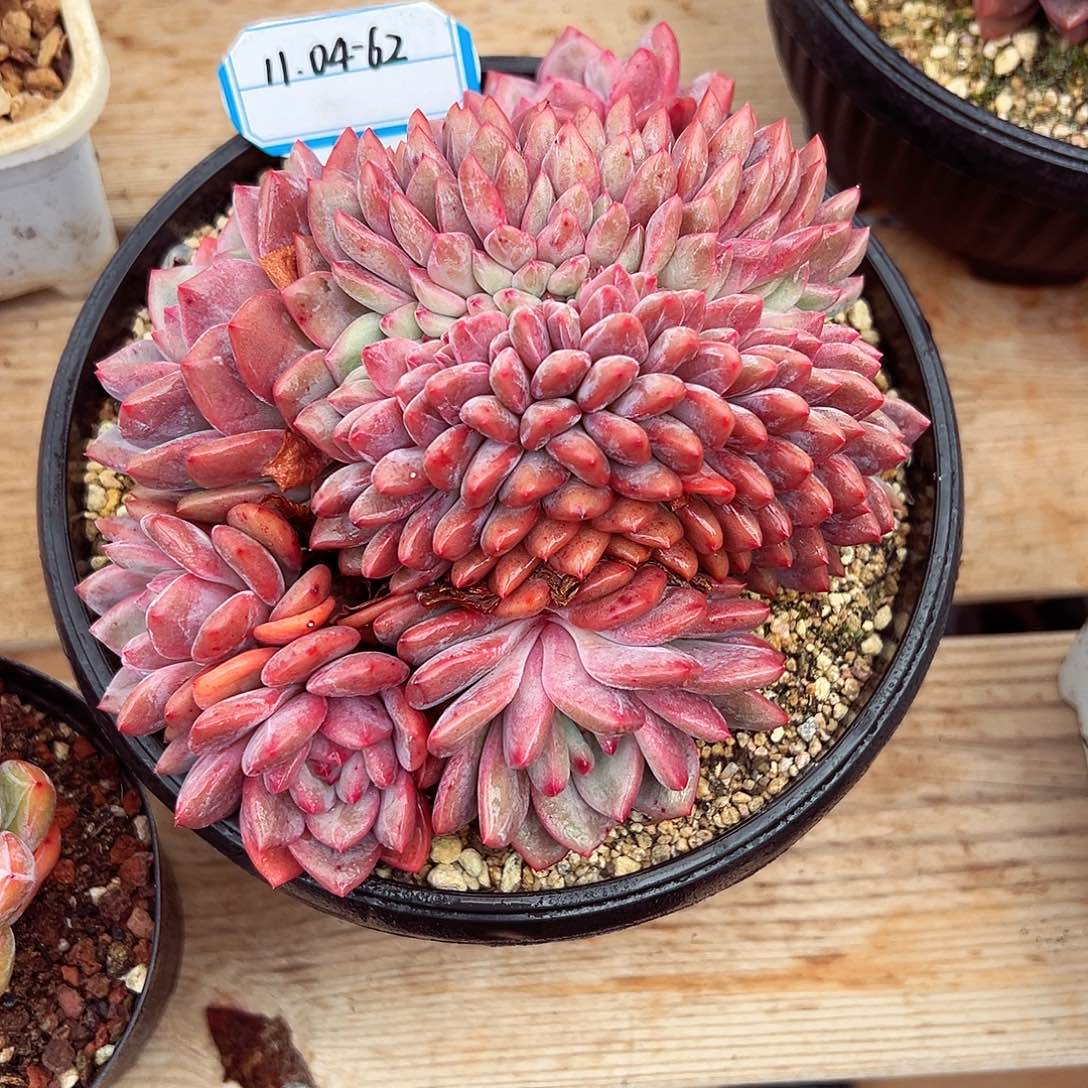 1104-62爱丽儿缀。