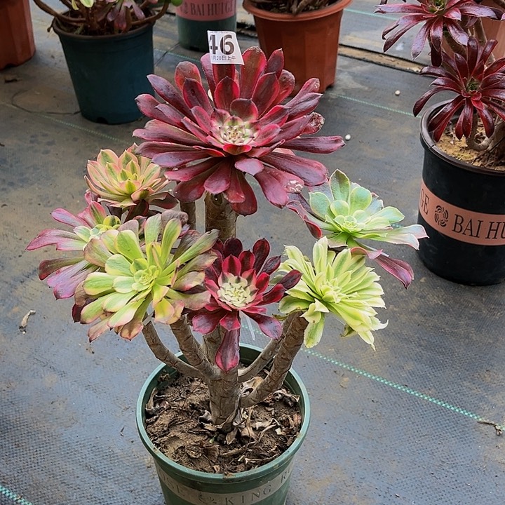 嫁接法师的46666