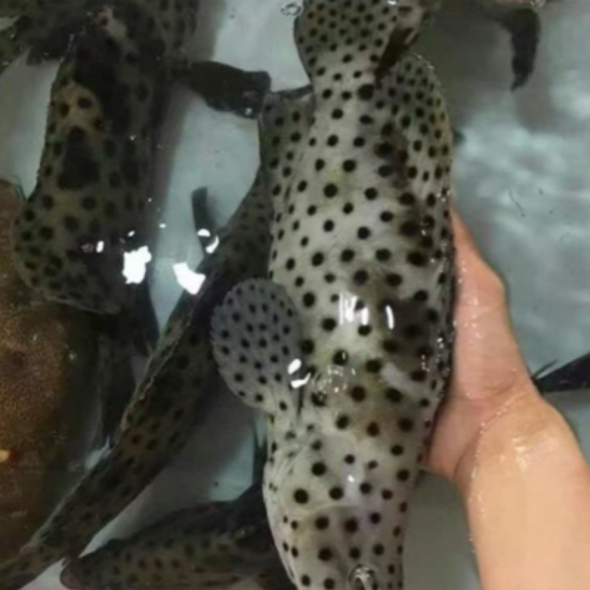 鲜活老鼠斑  （多规格可选）