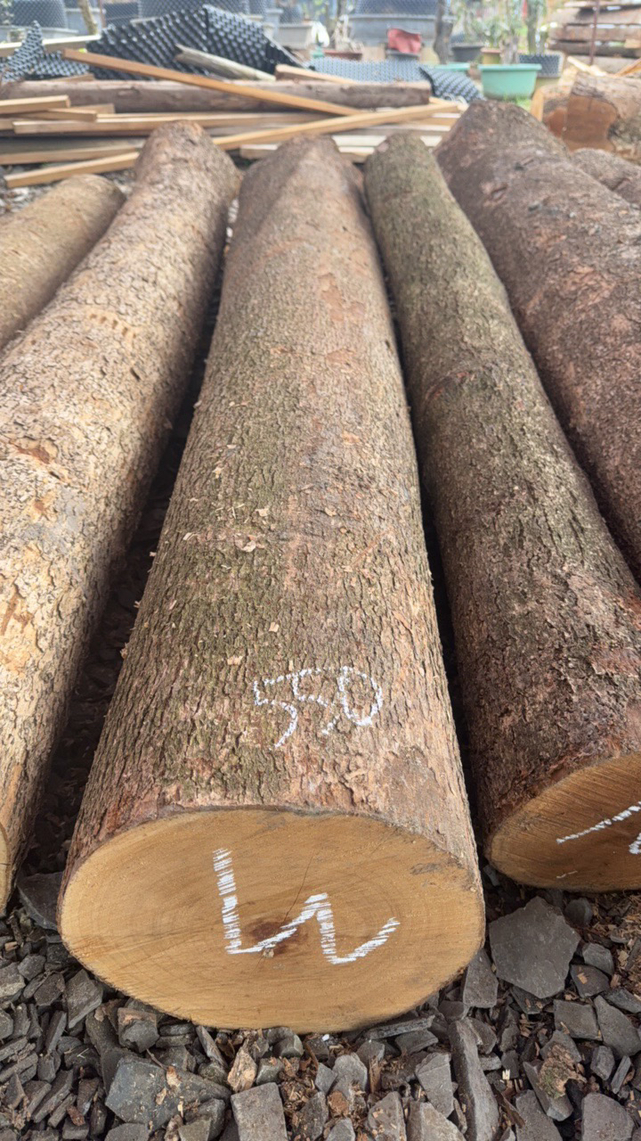 四川小叶金丝楠木