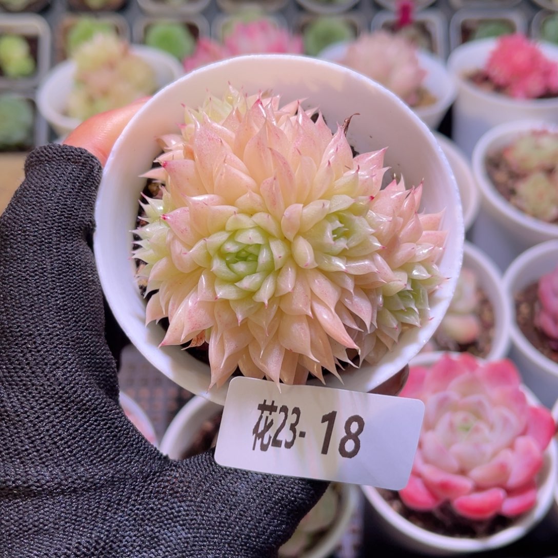 花23-18麦秆群生