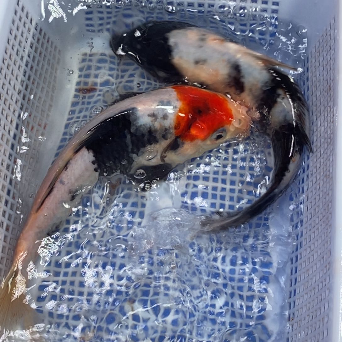 锦鲤冷水锦鲤包邮