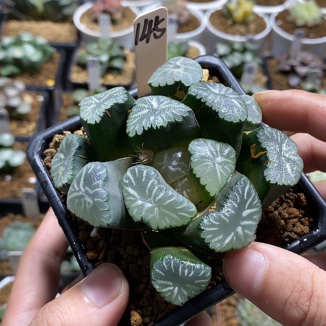 145玉龙万象哈哈哈哈哈哈