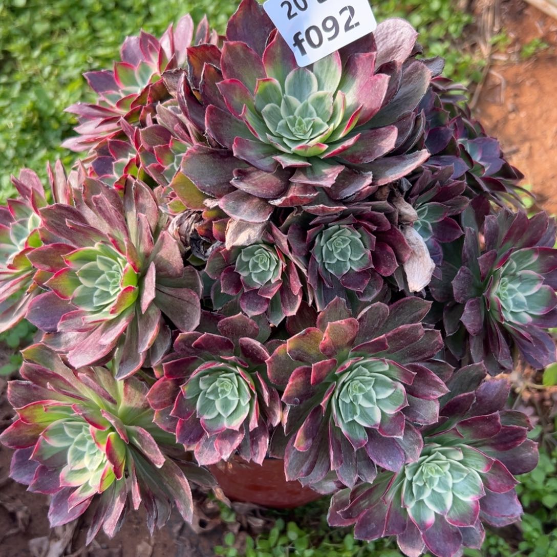 092莲花，满20包邮嘟叮熊