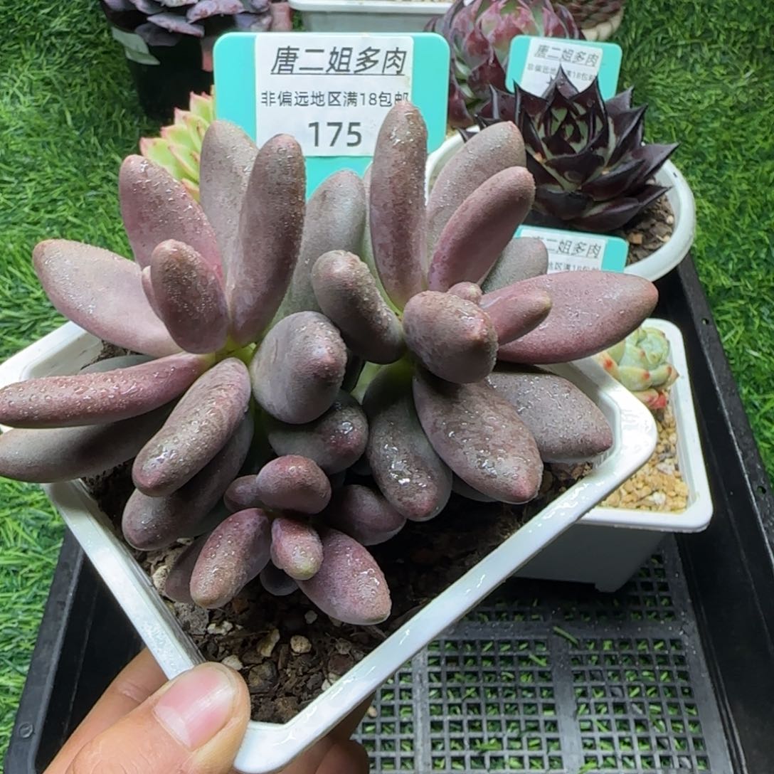 唐二姐多肉编号175