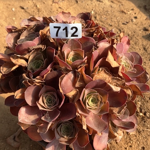 魅金玫瑰法师多肉植物712