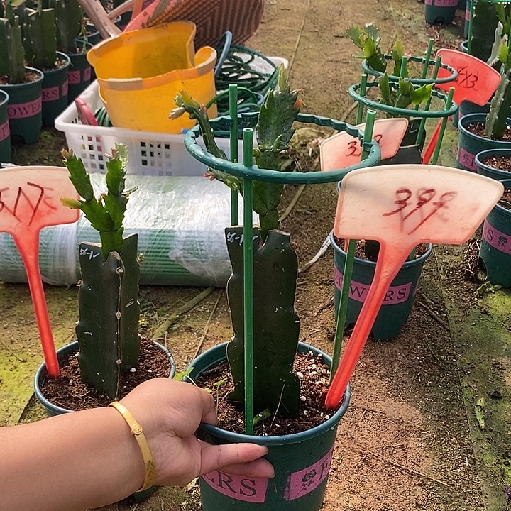 澳毛399带盆发顺丰