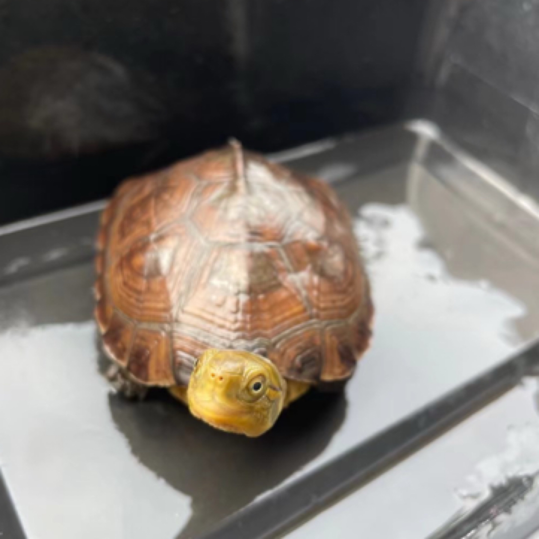 直播选购 北石龟小青龟草龟巴西小乌龟水龟小乌龟用品包邮热卖