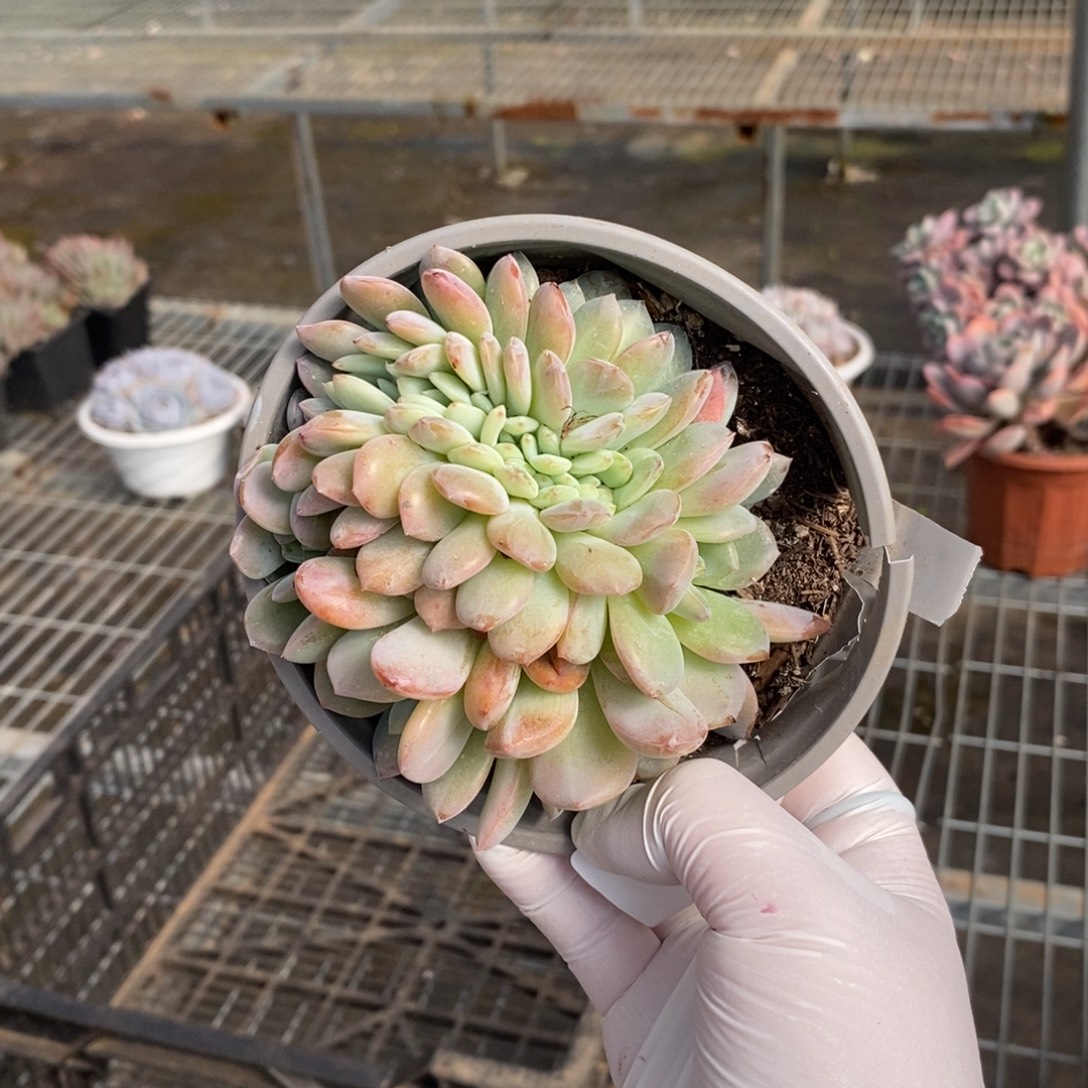 649全明星缀化一物一拍