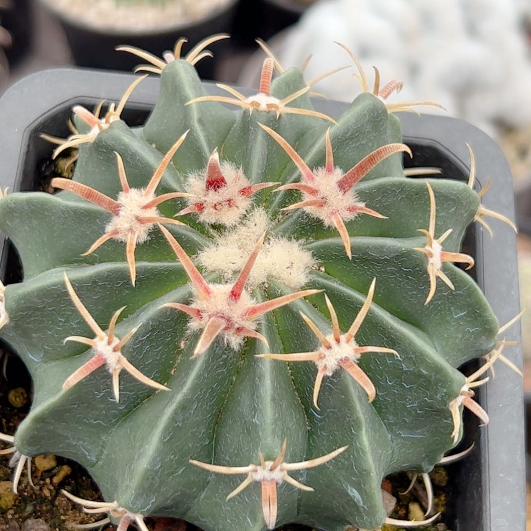 实生 割刺凌波仙人球