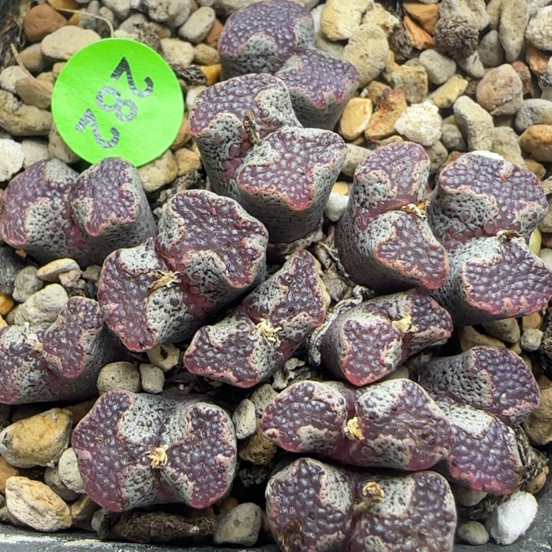 鱼子酱全窗超碟群多肉282