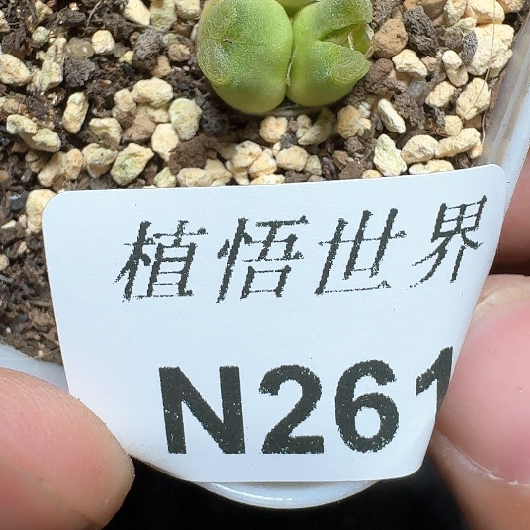 261号多肉植物哇f gv v