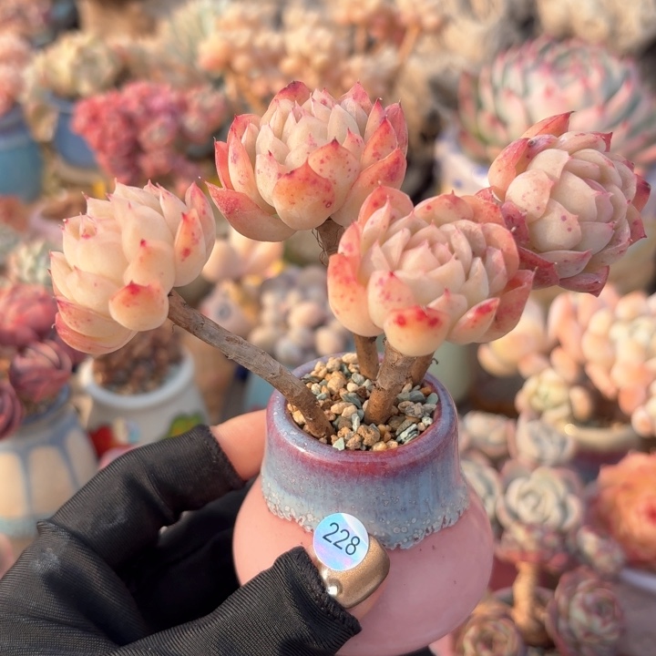 228 多肉含盆土 30元包邮 除偏远