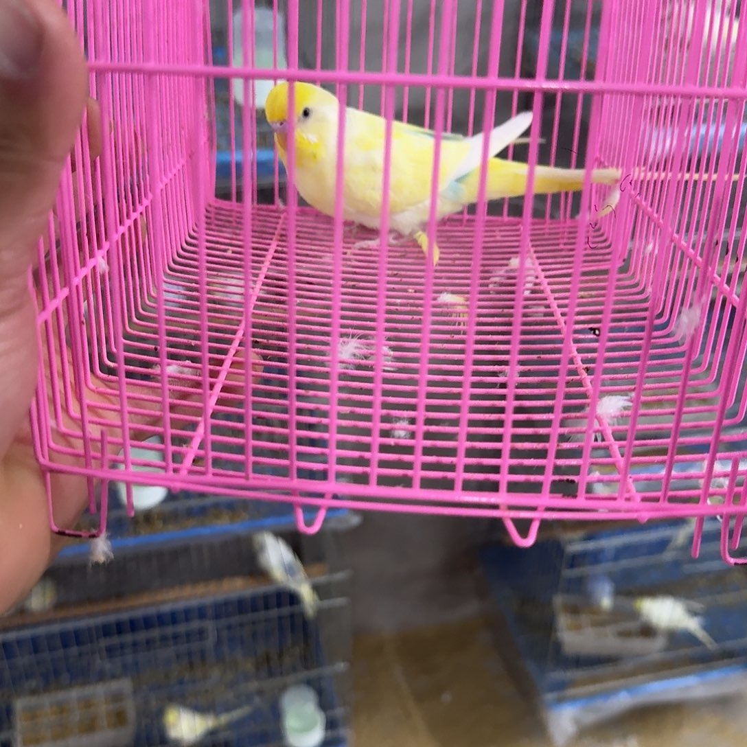 虎皮鹦鹉双金双显公