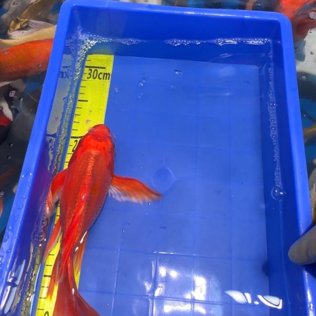 中国大陆蝴蝶鲤红色一条精品