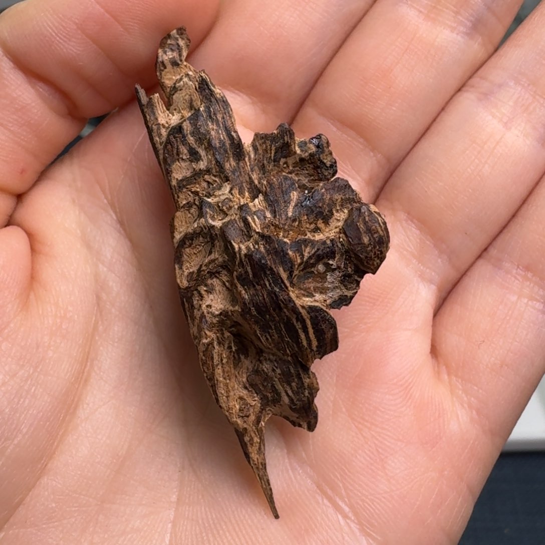 香榧木海南天然野兰花结香2.5克福利