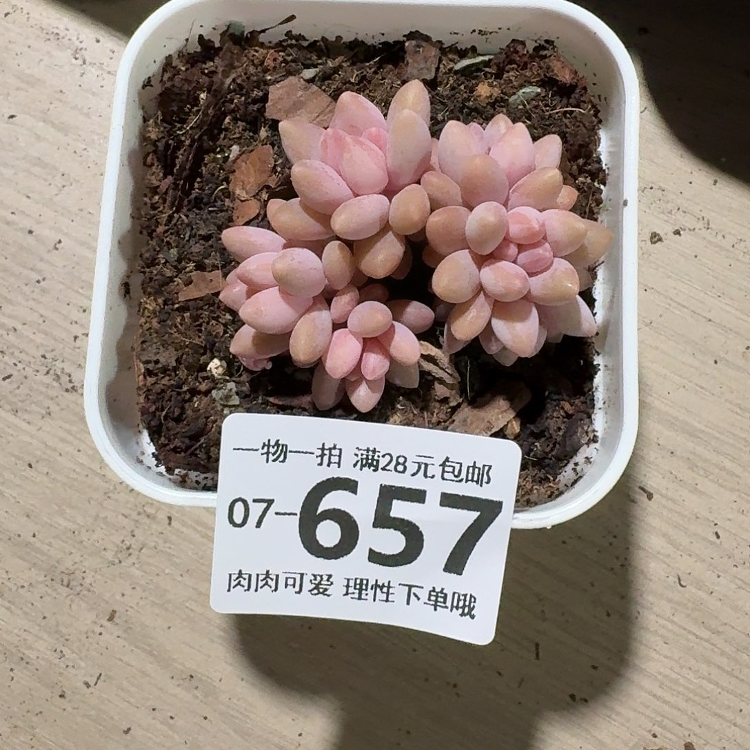 星黛露无盆无发货无