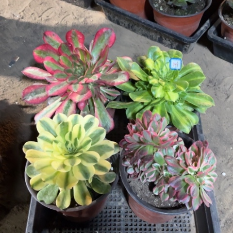 343多肉植物组合