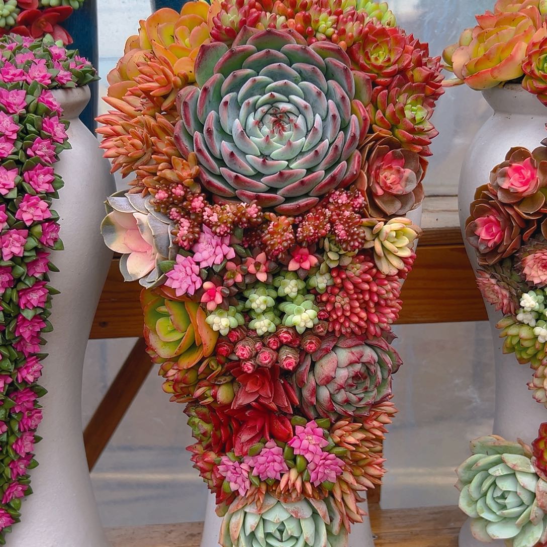 118福满堂多肉组合花园