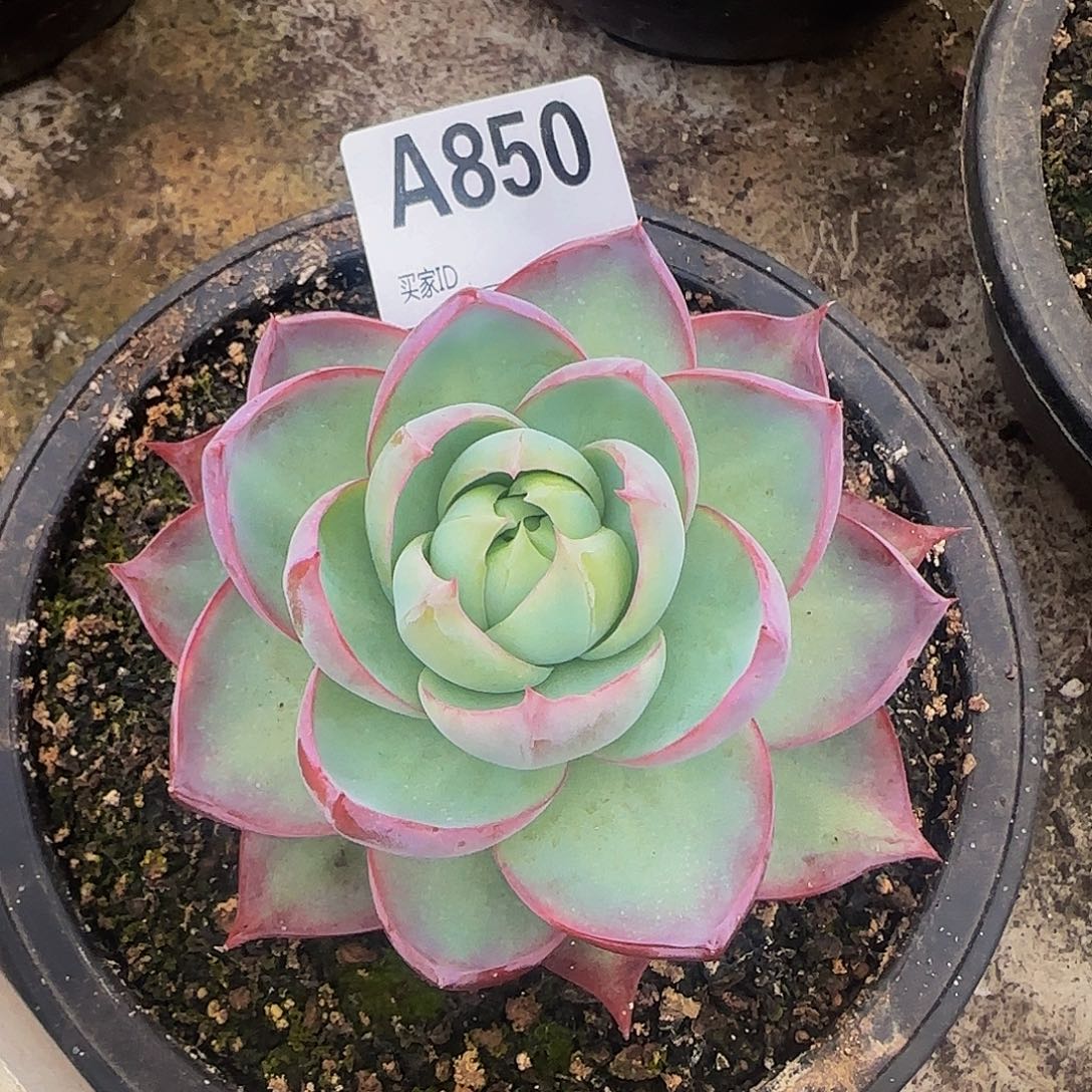 惊鸿一物一拍A850号
