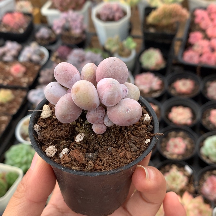 精控橙雪球双头多肉