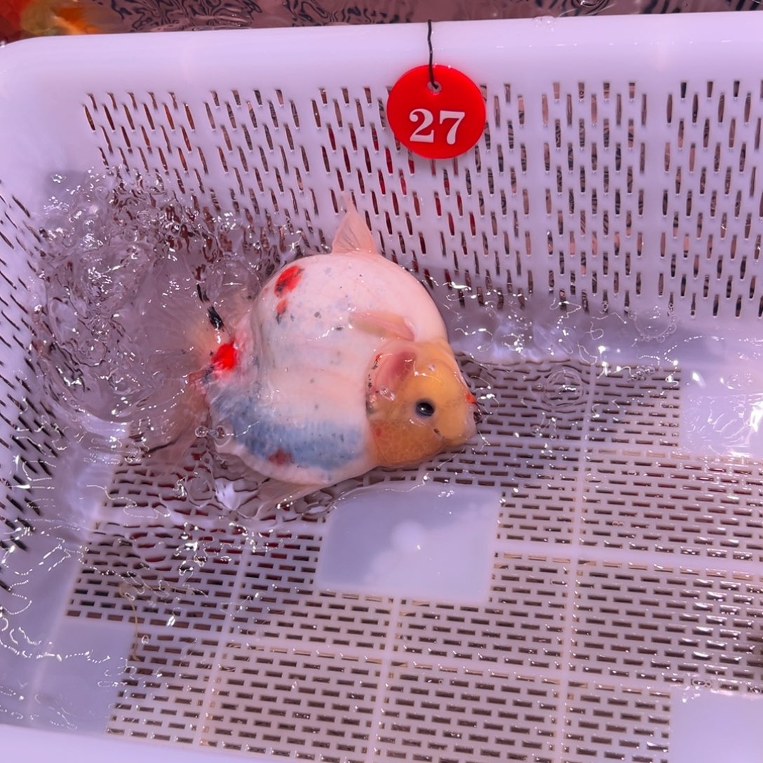 小***家金鱼你好自以为是又在