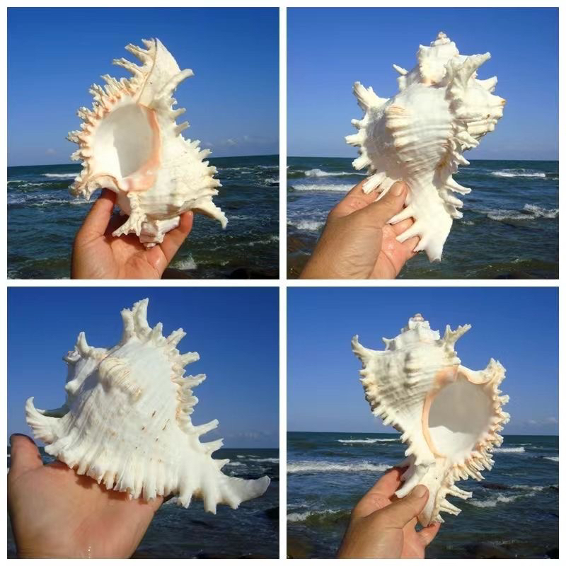 超大天然千手螺菊花螺贝壳可用于鱼缸造景装饰