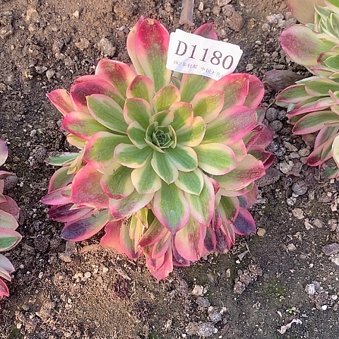 1180香妃多肉法师d