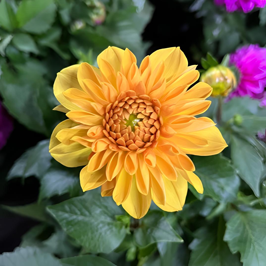 【青韵】（黄金庆典）大丽花客厅阳台桌面盆栽