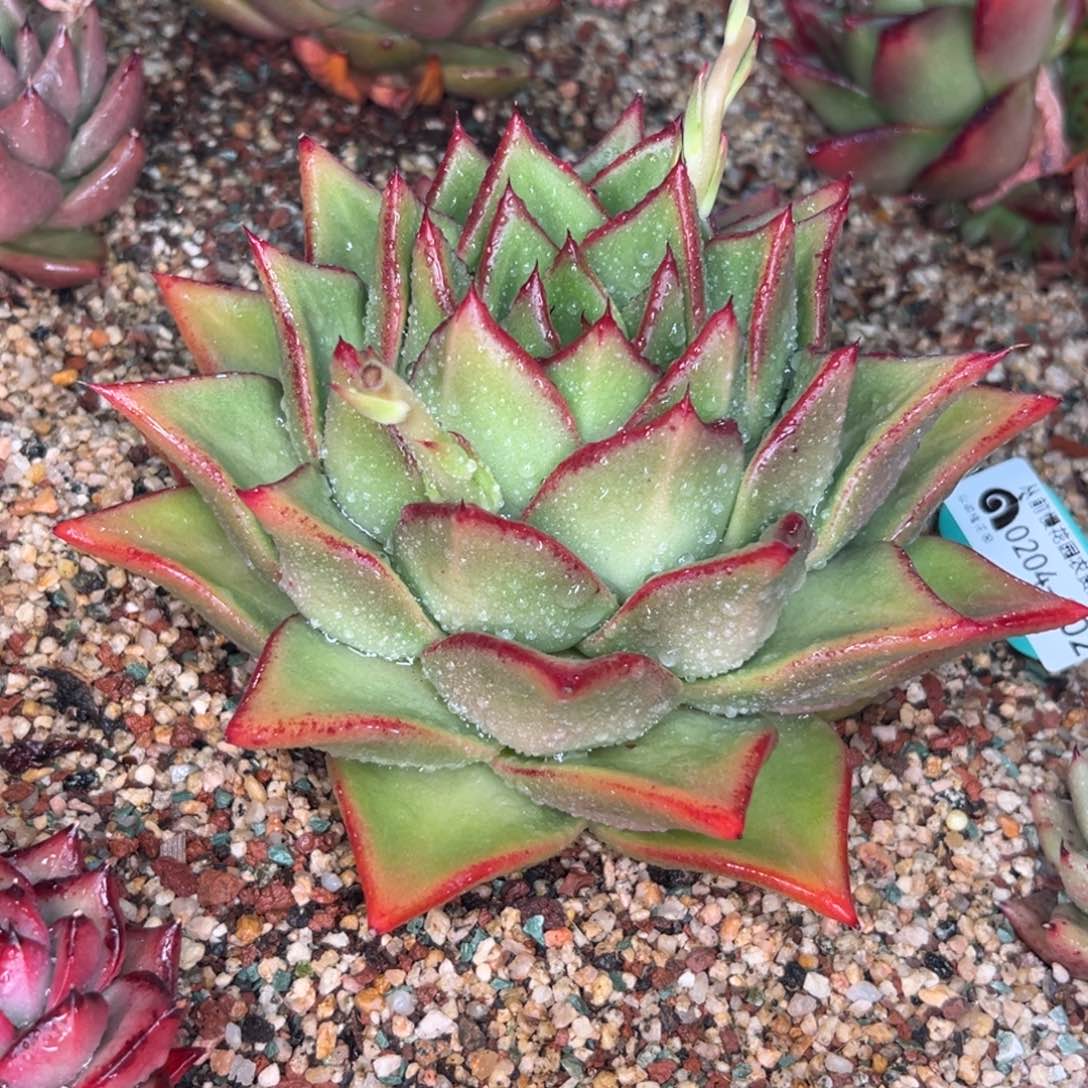 多肉一物一拍0204-202