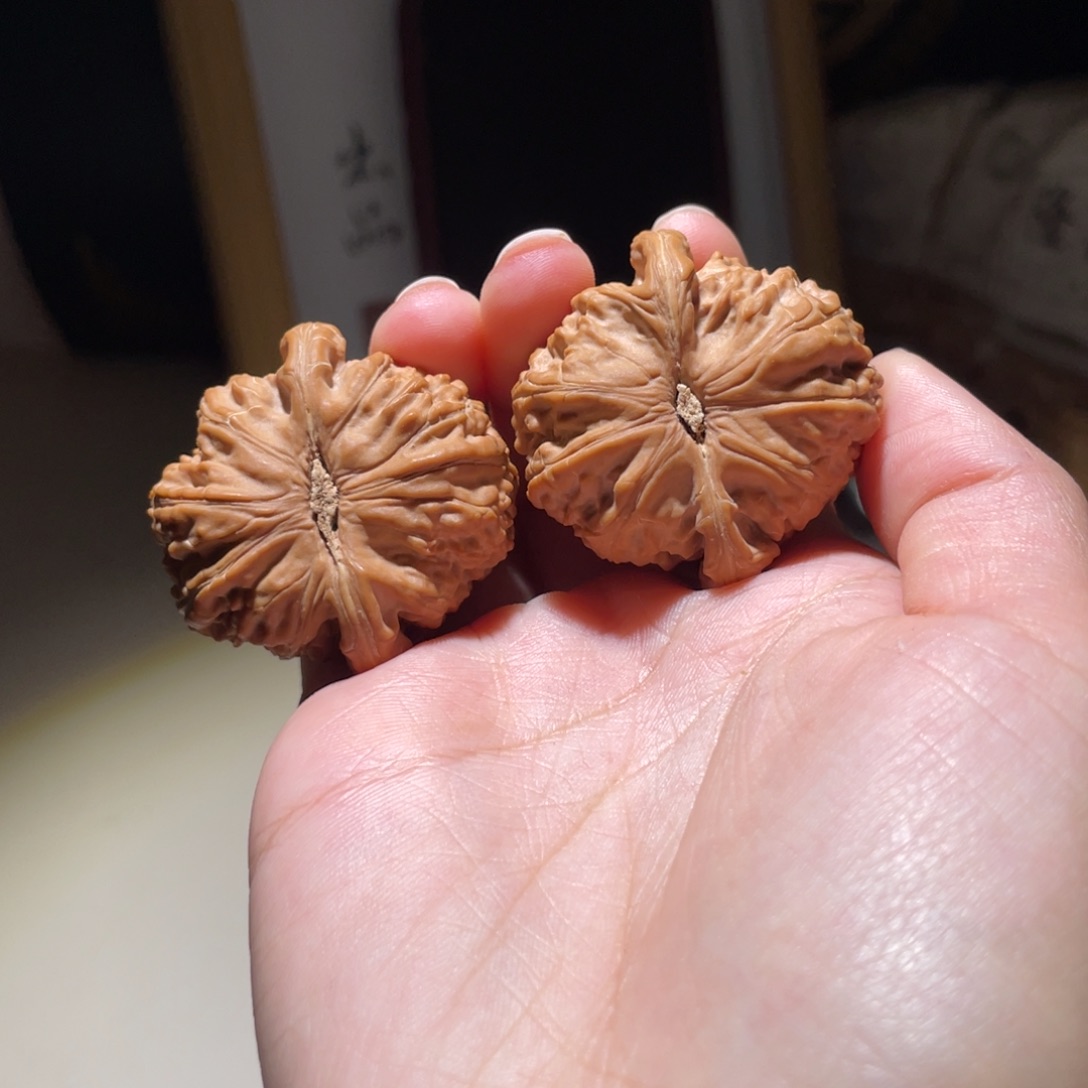 核桃把件栗***、39全品白狮子不退不换