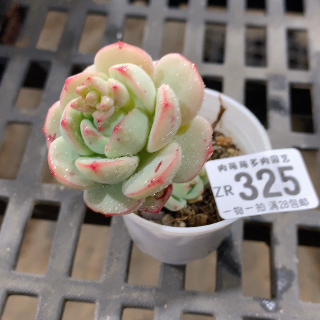 肉萌萌拇指盆精控多肉ZR325