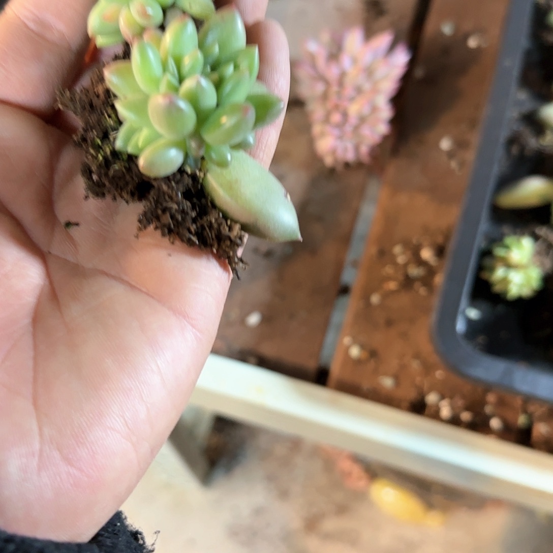 米其林绣花多肉6666