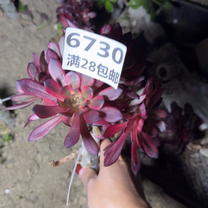 6730三号棚嫁接红茶多肉D