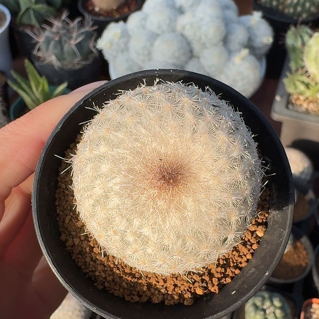 单头月世界仙人球12