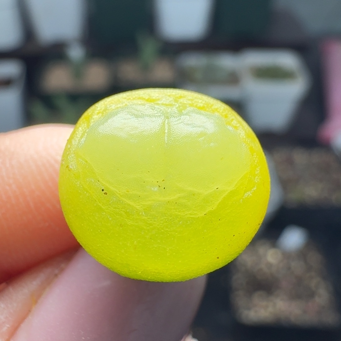 121四年拉拉尺寸1.4左右