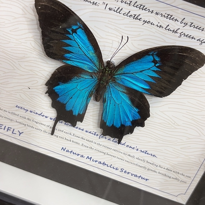 蝴蝶标本定制551@