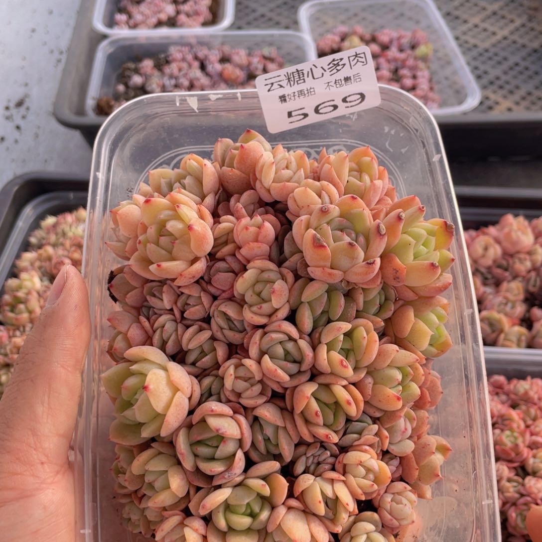 云糖心多肉植物569