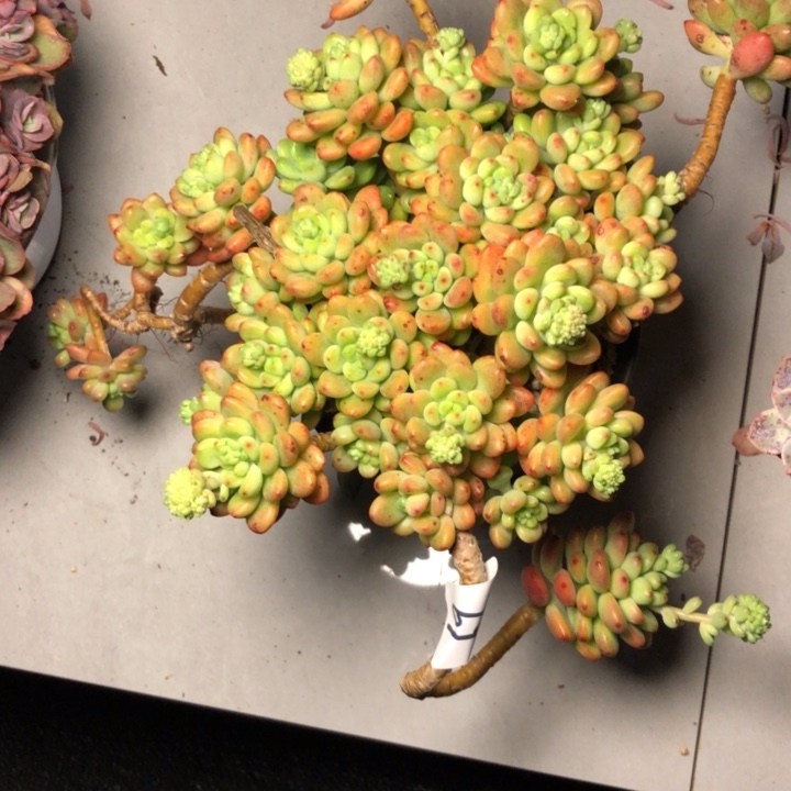 江*新69/////////////////